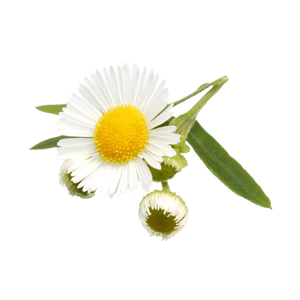 Botanical Blend